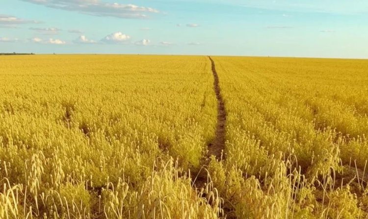    Фото: Медведева Анна, AgroXXI.ru