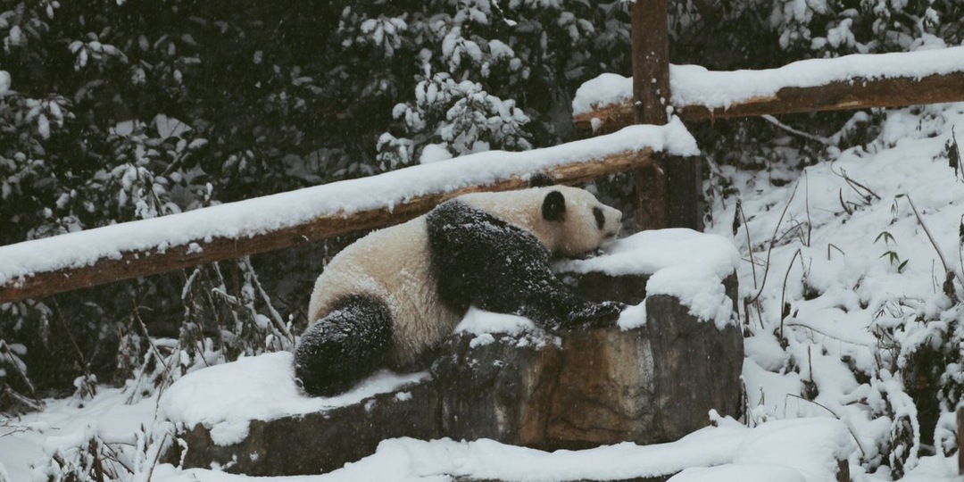 Зимнее счастье панды Катюши: как питомица Московского зоопарка встретила первый снег
