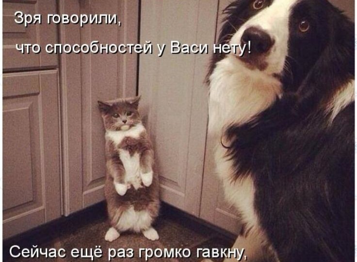 Собаки и котики в забавных мемах, порция позитива от домашних любимцев