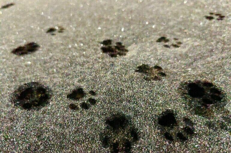   Василий Кузьмиченок /АГН «Москва»