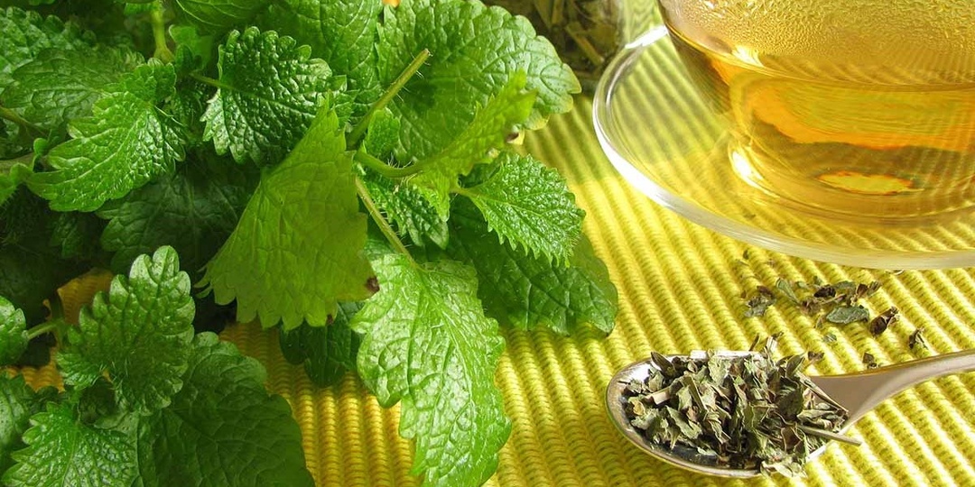 Знаете ли вы растения, которые успокоят лучше мяты и заменят лимон?