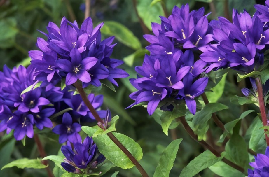 Фото: колокольчик скученный Фрея