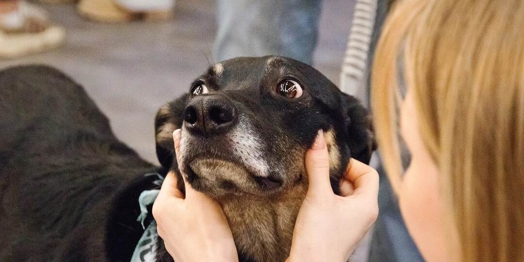 Совет другим собакам из приюта: держитесь. Ваш человек ещё идёт