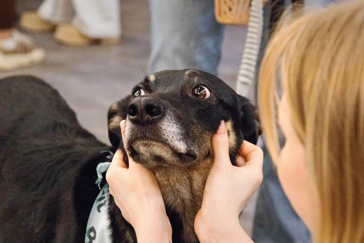 А это, между прочим, я на той самой выставке, откуда меня Миша с мамой забрали! Как говорит Миша, это моя профессиональная фотография! 😅