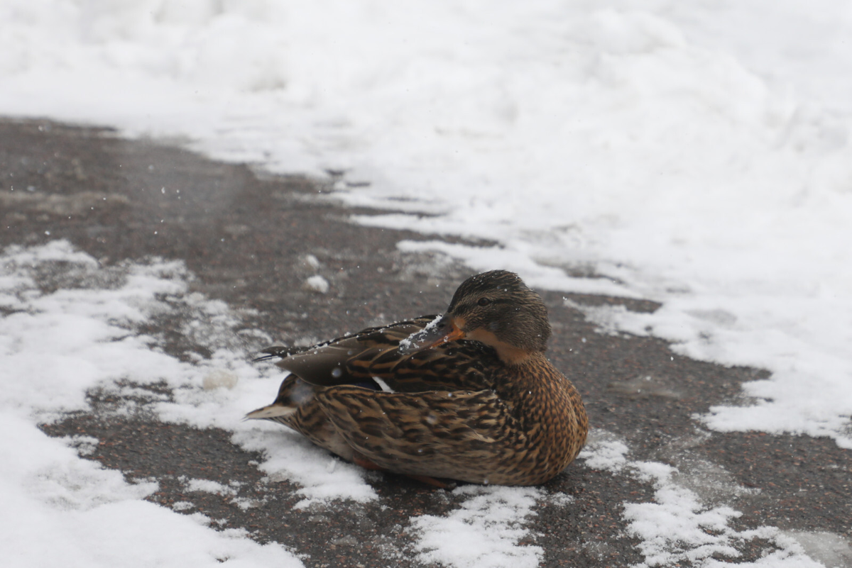 Фото: Александр Глуз