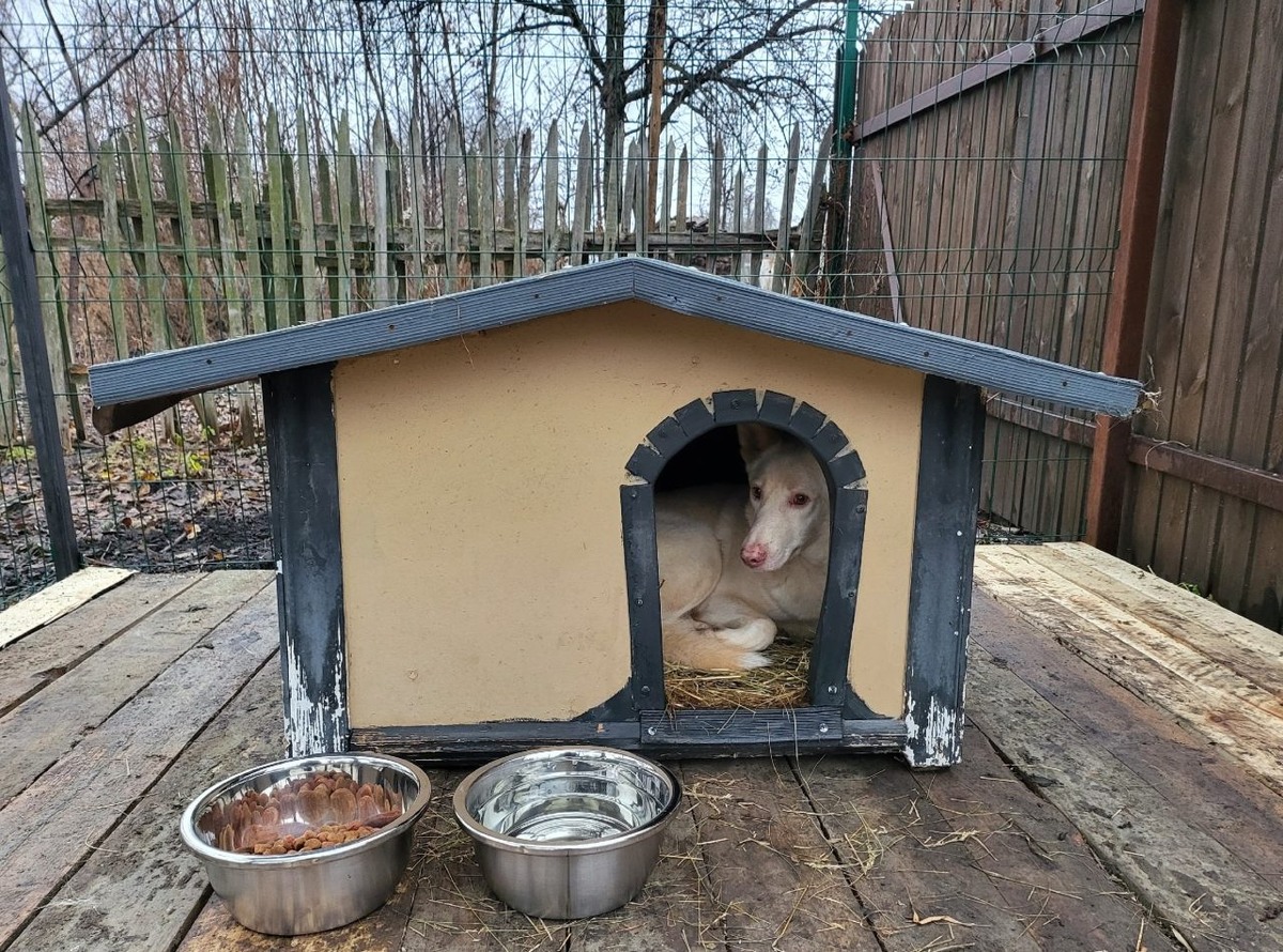     Фото: приют для животных в Воронеже