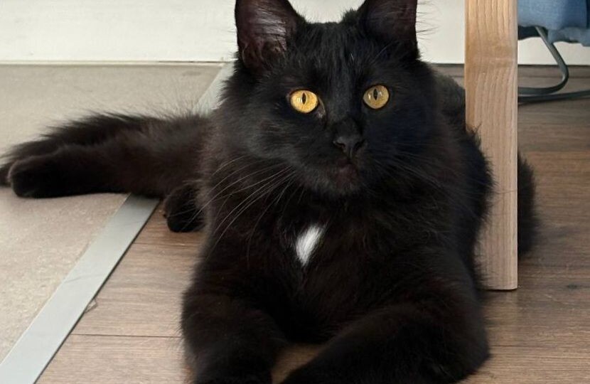 Черная кошечка Багира очень ждет своих людей!