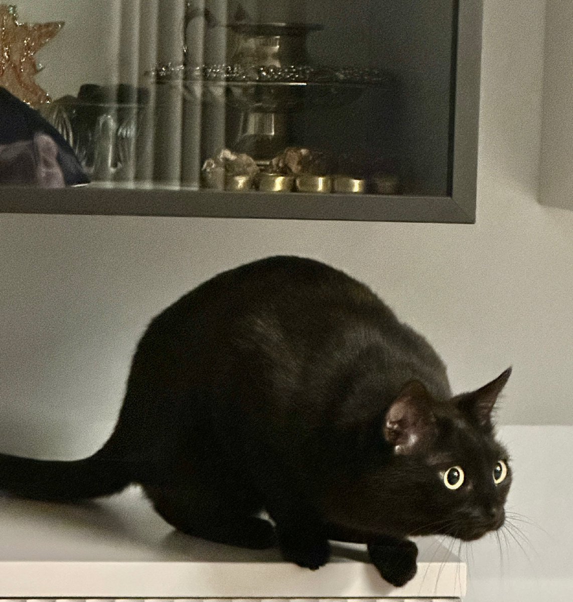 Шанель 12.12.2025