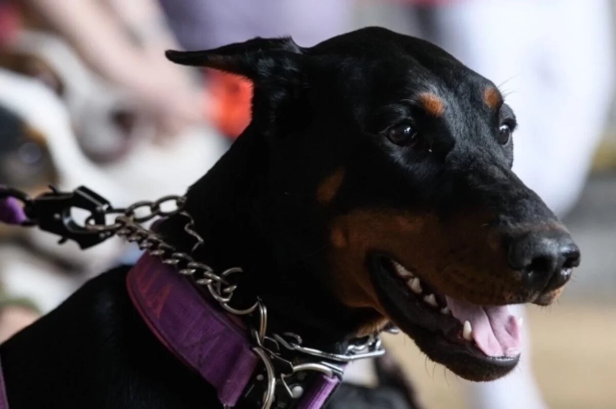    Угроза поводка.