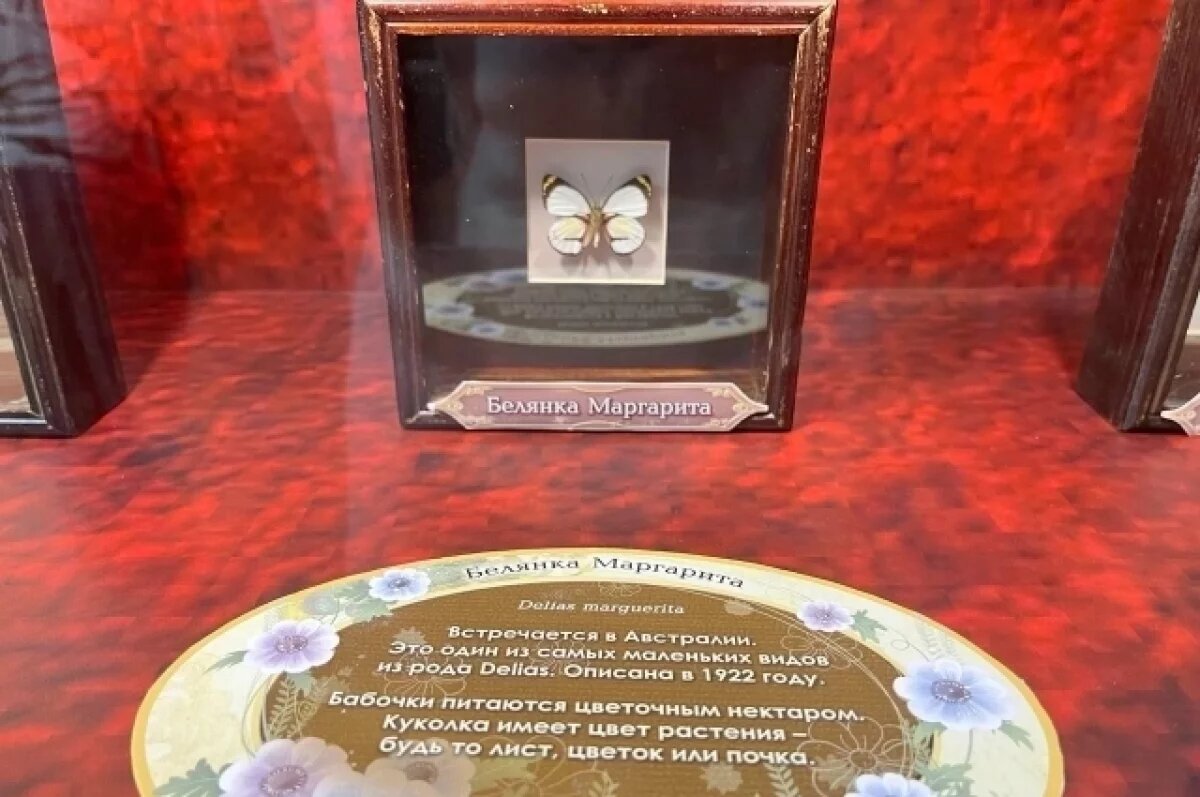    В экзотариуме можно увидеть именную выставку бабочек