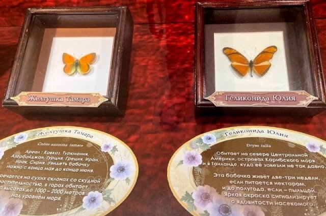    Фото: АиФ в Туле/ Юлия Богомолова