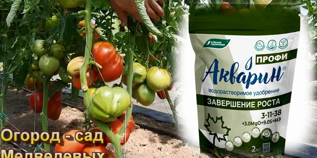 Когда и каким азотным удобрением нужно кормить томаты