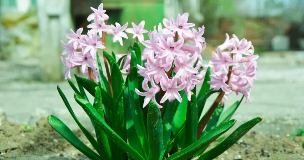 Как вырастить гиацинты на подоконнике к 8 Марта: советы садовода