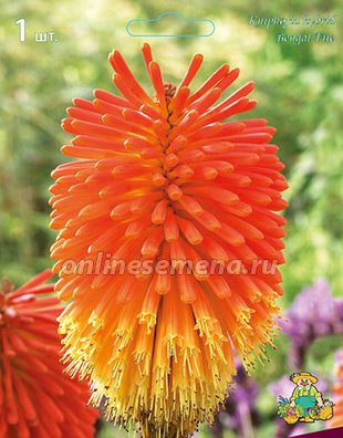 Вот такую книфофию тоже у нас можно увидеть.