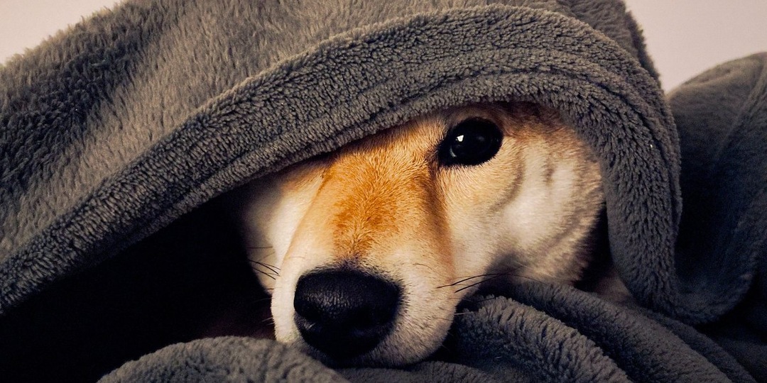 «Собака без воспитания — источник стресса»: кинолог назвал главные ошибки владельцев