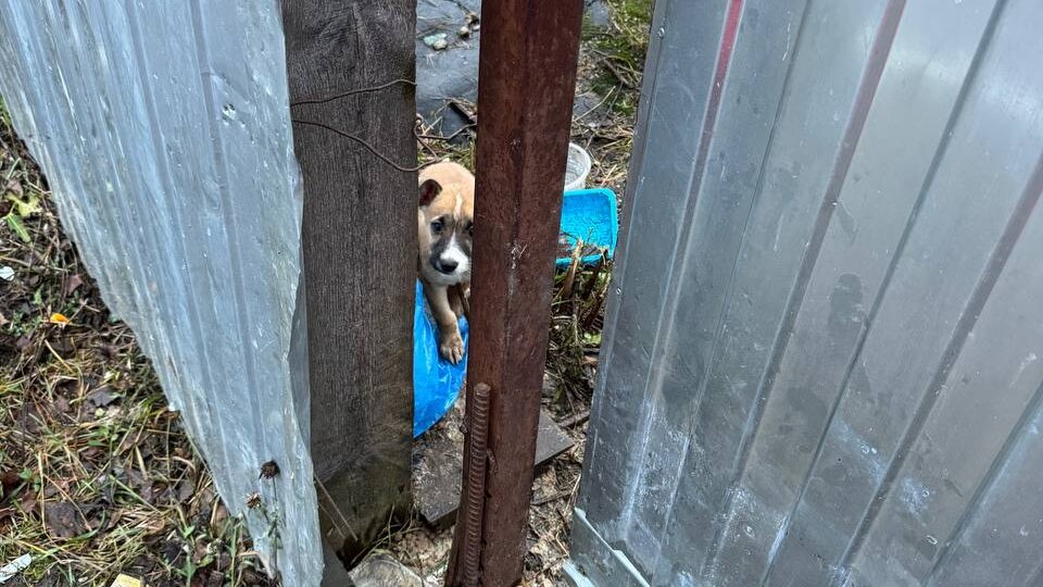 🆘🆘🆘Срочно нужна помощь щенкам!!!🆘🆘🆘