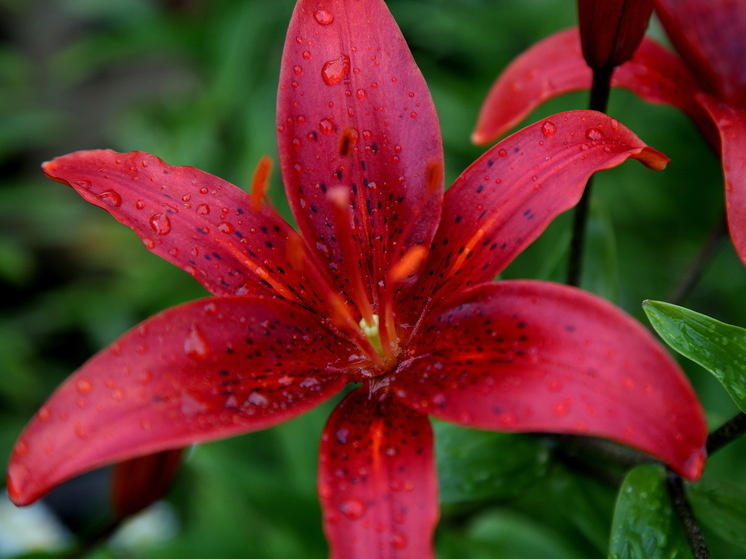   Лилия Шарловская