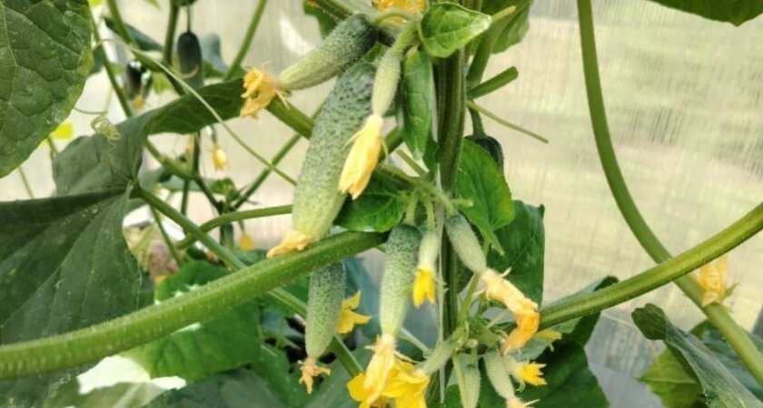    Фото usolie.info