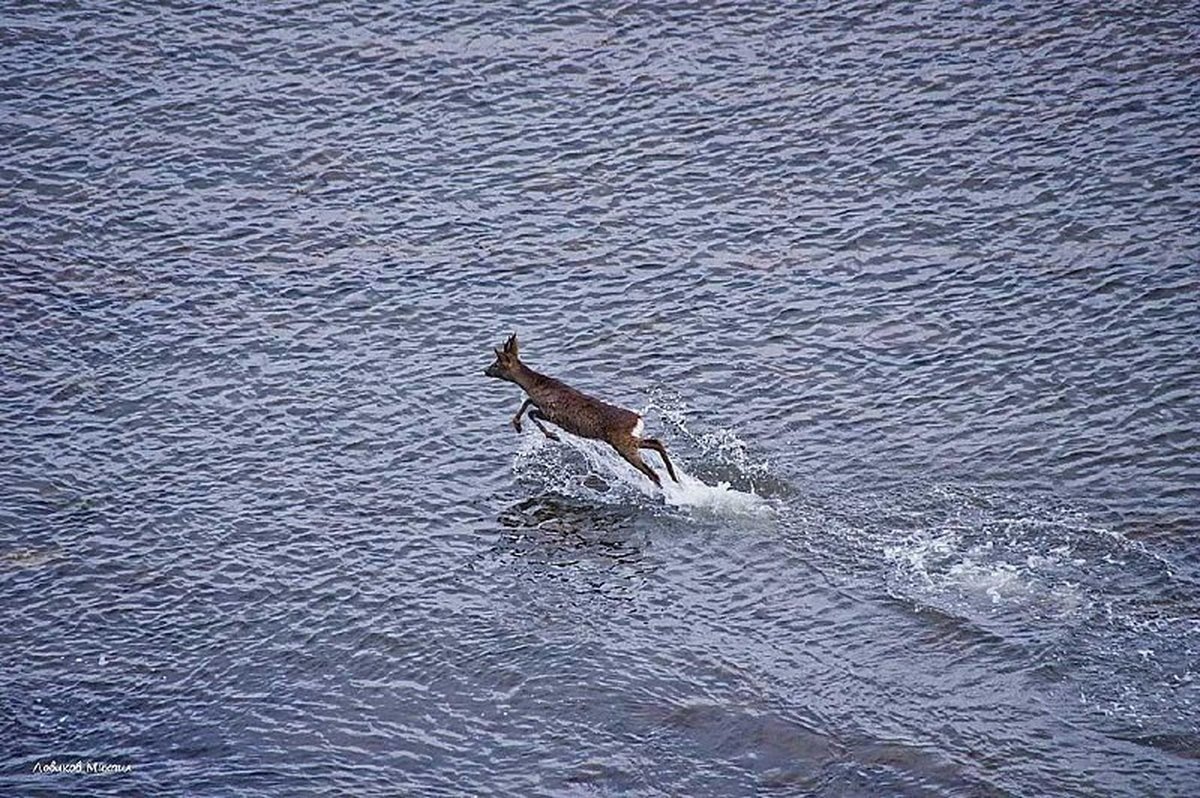    Фото Михаила Ловикова, vk.com/lashtuapse