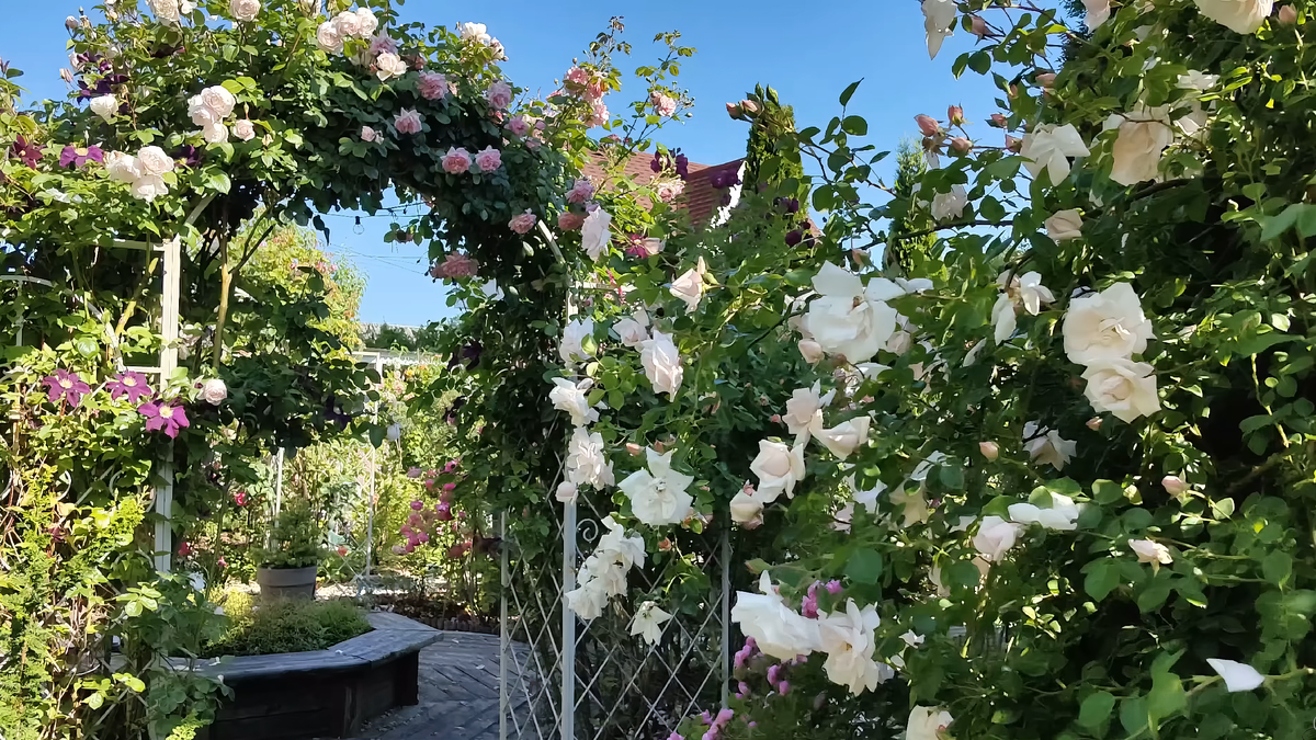 Розы в саду