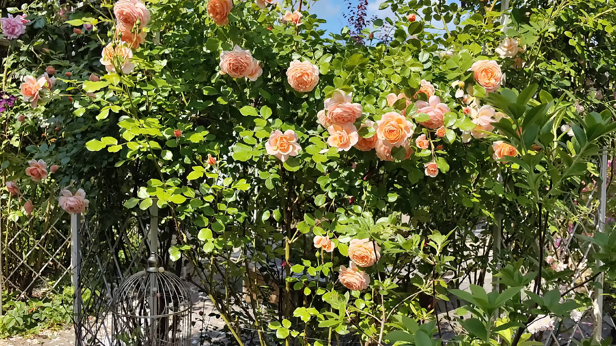 Розы в саду