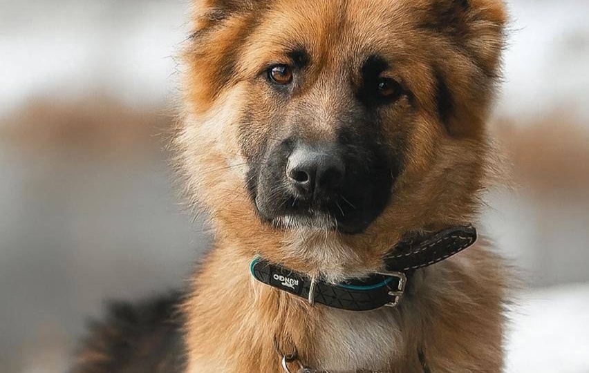 Малыш ищет свою семью! Москва, МО