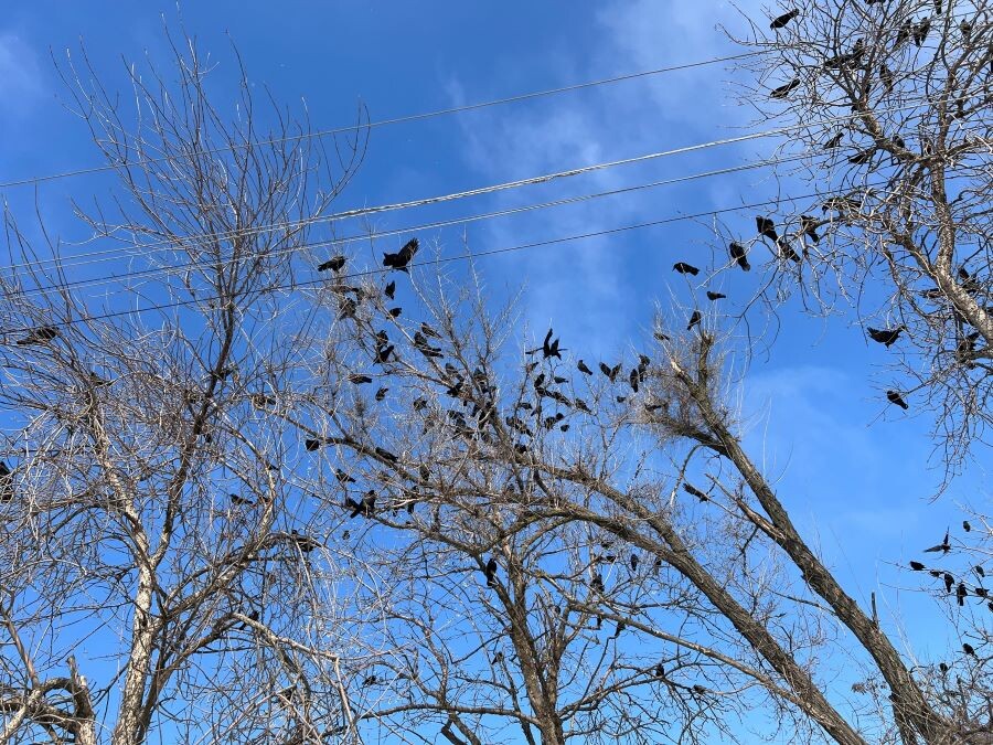 Весенние ждуны