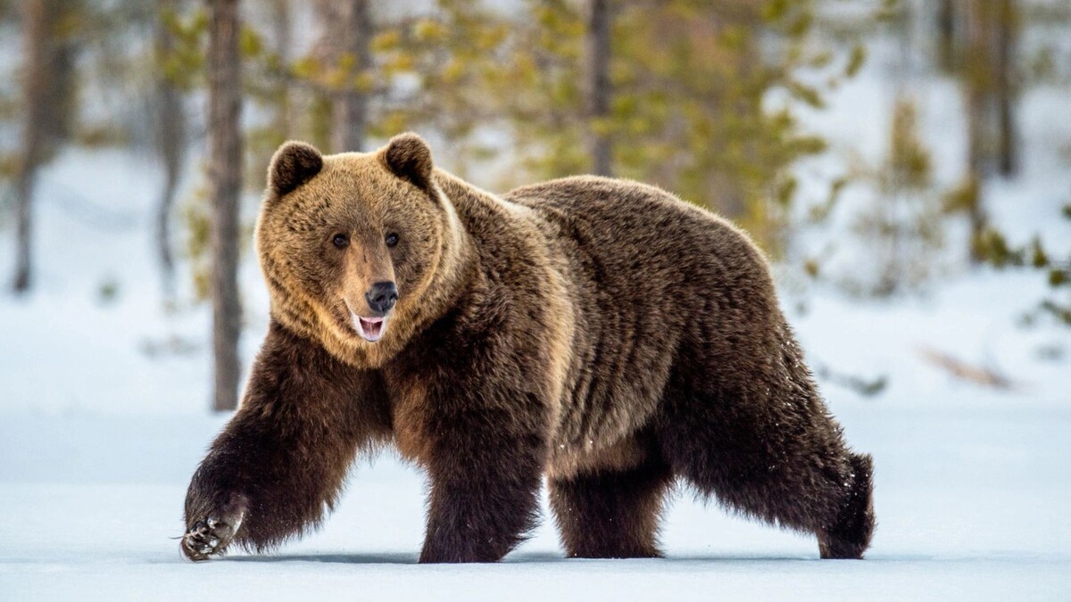    Фото: Sergey Uryadnikov/Shutterstock/Fotodom