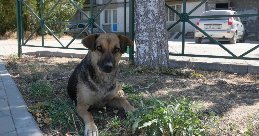 Кинолог рассказал, как помочь пожилой собаке при болях в суставах