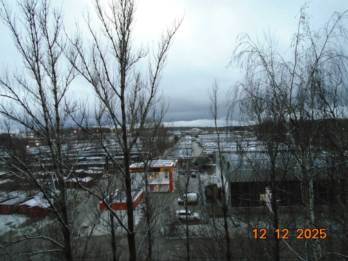 Между этими деревьями  ночью полыхал пожар.