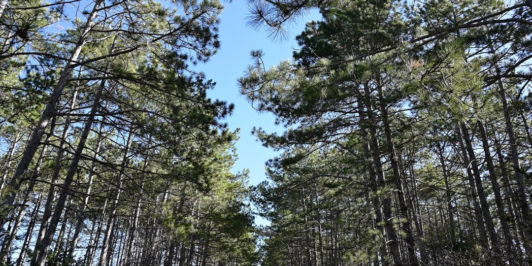 Мёртвая древесина или ценный ресурс: как собрать валежник и не получить штраф