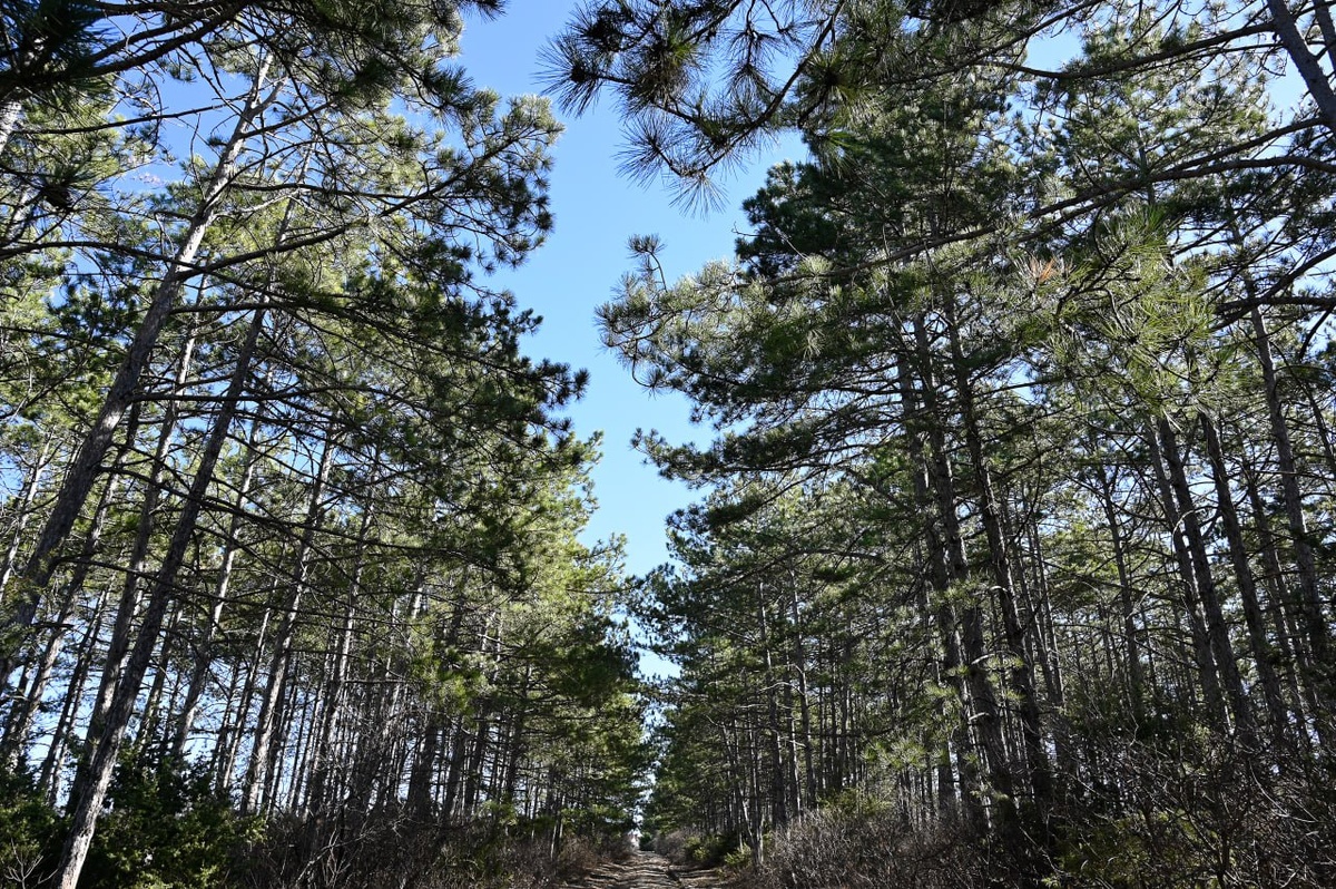 Фото: Гала Амарандо