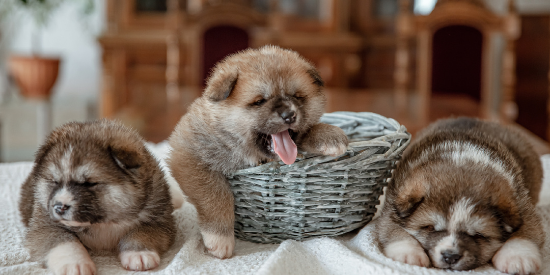 В России хотят ужесточить контроль над заводчиками животных