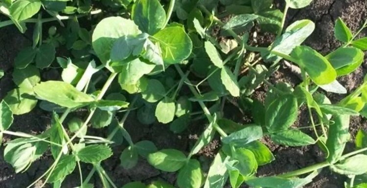    Фото: Минсельхоз Ставропольского края