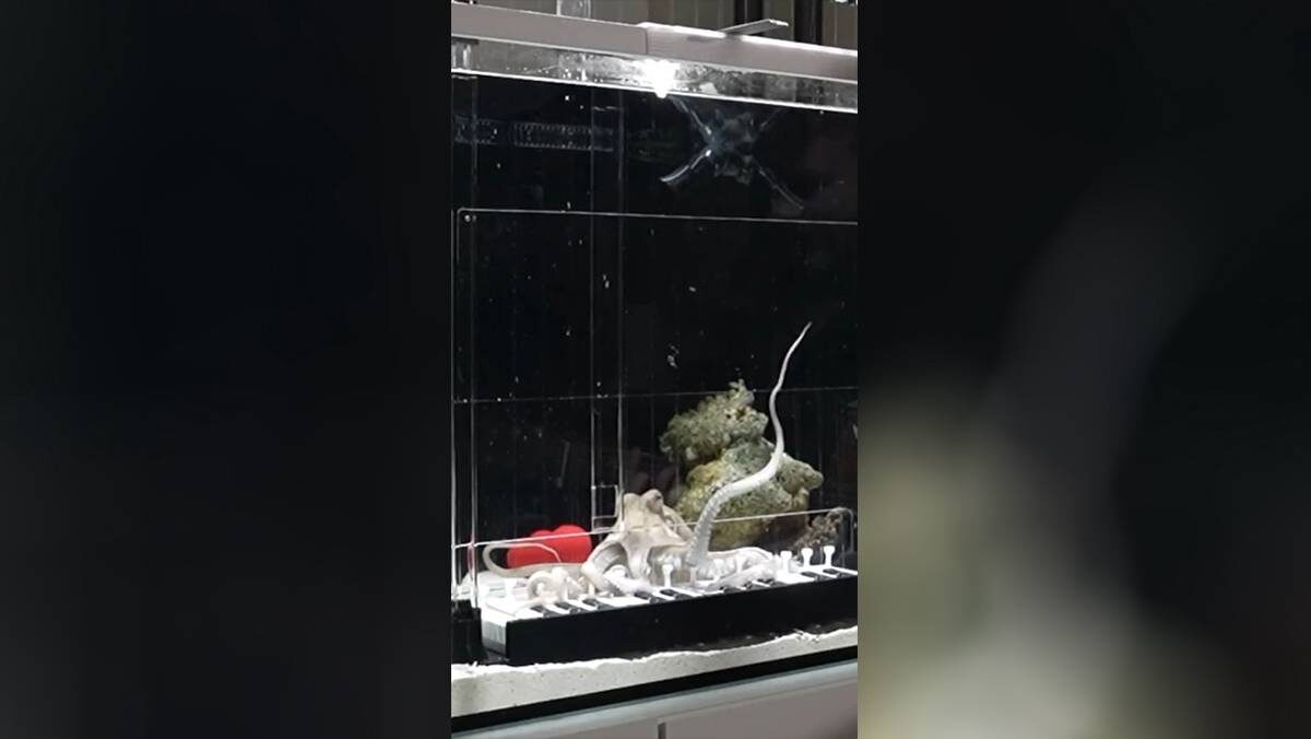    Фото: Скриншот / washingtonpost.com