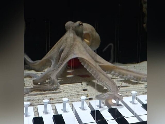    Фото: instagram.com (принадлежит Meta, организация признана экстремистской и запрещена в РФ)/mattiasyoutube