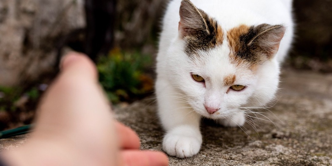 Не забывают, но двигаются дальше: правда о памяти кошек