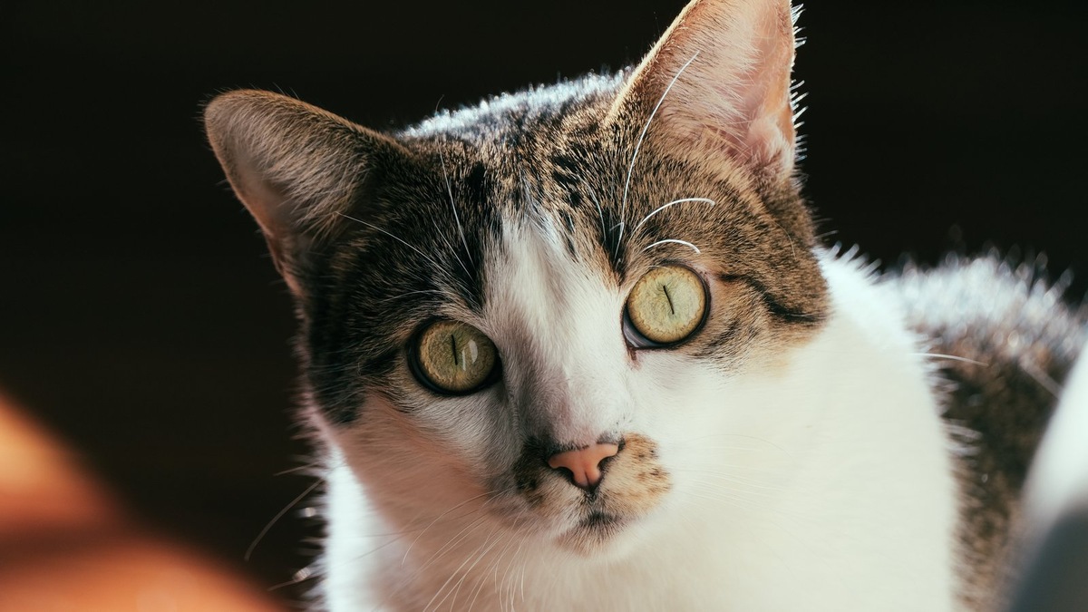    Кошка может помнить своих хозяев и родителей, но на нее это никак не влияет