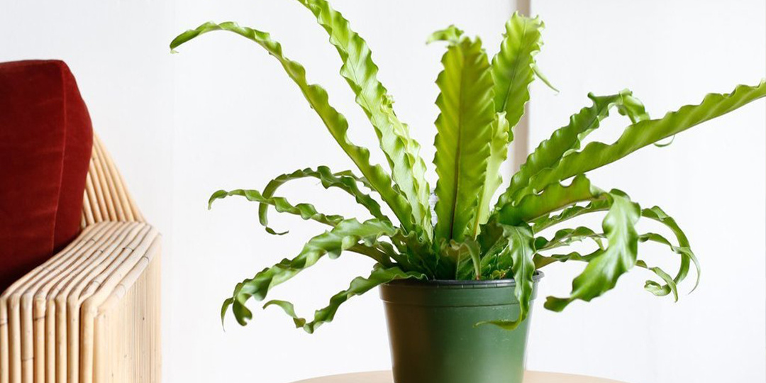 Свежесть и яркие краски в доме − все это про асплениум!
