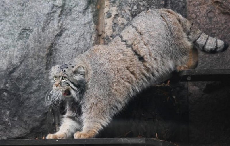    Манул Тимофей © Владимир Гердо/ ТАСС