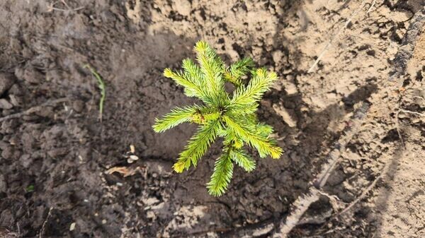    © Photo : Telegram / Минлесхоз