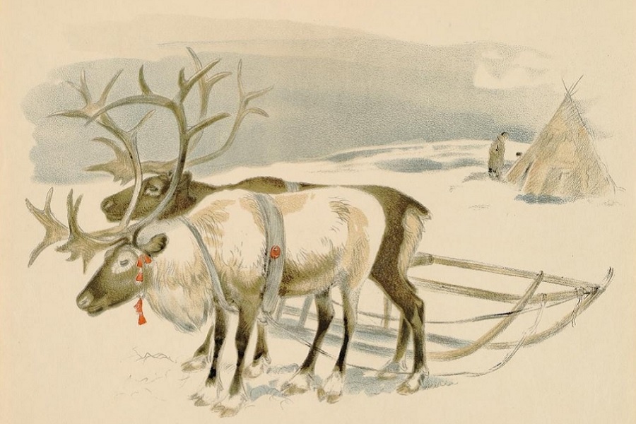 Мантейфель П. А., Плавильщиков Н. Н., Комаров А.Н. Северный олень. Из коллекции Дарвиновского музея