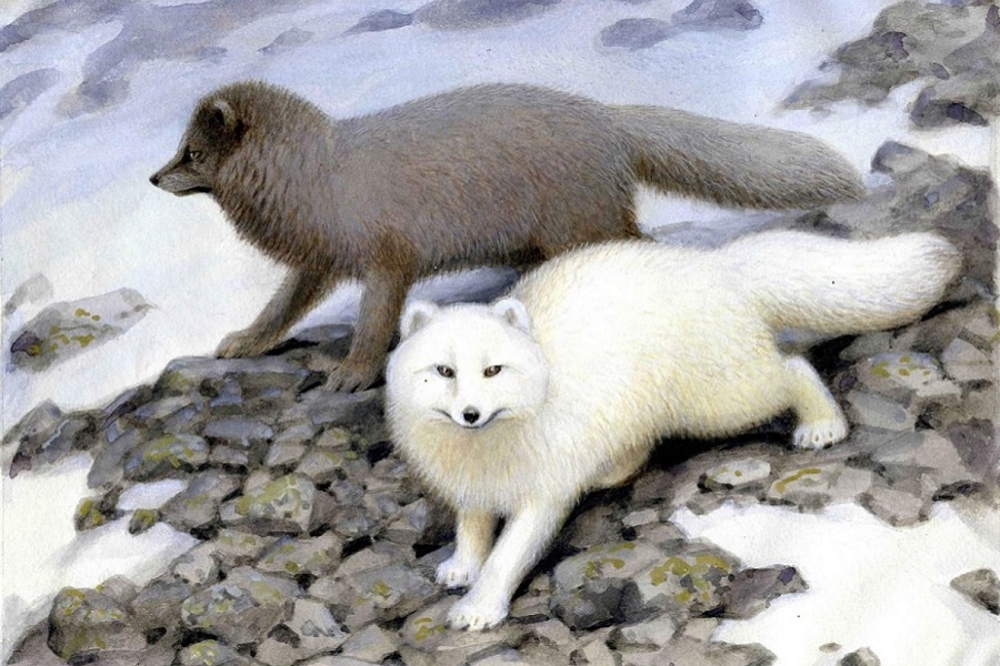 Ватагин В.А. Песец голубой (Alopex beringensis) и песец белый (Alopex lagopus). Из коллекции Дарвиновского музея