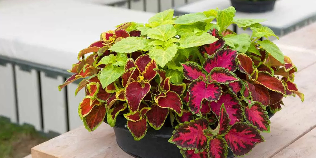 Яркость без заморочек: 5 самых «домашних» сортов колеуса