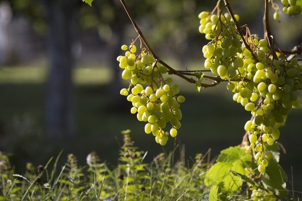 Уютный дом на зиму: рассказываем, какие растения нуждаются в тёплой хижине  📷
