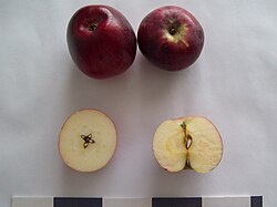 Яблоня домашняя «Либерти»Гибридное происхождение'Макун' × 'Пёрдью 54-12'Сорт«Свобода»ПроисхождениеНЬЮ-ЙОРК, США, 1955