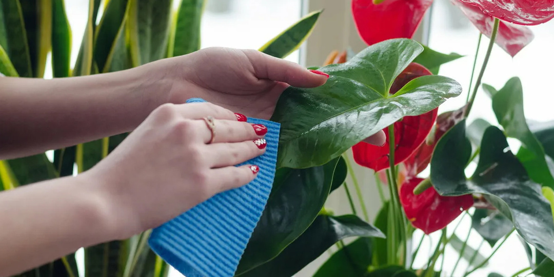 Как простимулировать рост комнатных растений? 8 главных принципов домашнего ухода