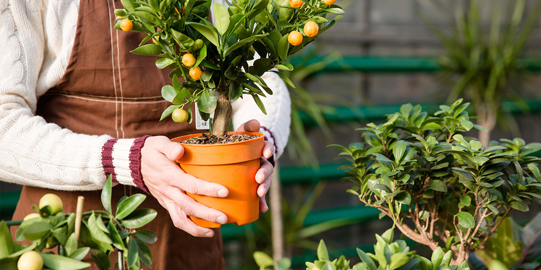 Домашний мандарин: как вырастить дерево, которое будет плодоносить?