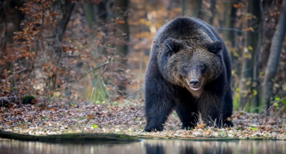    istockphoto.com/Byrdyak