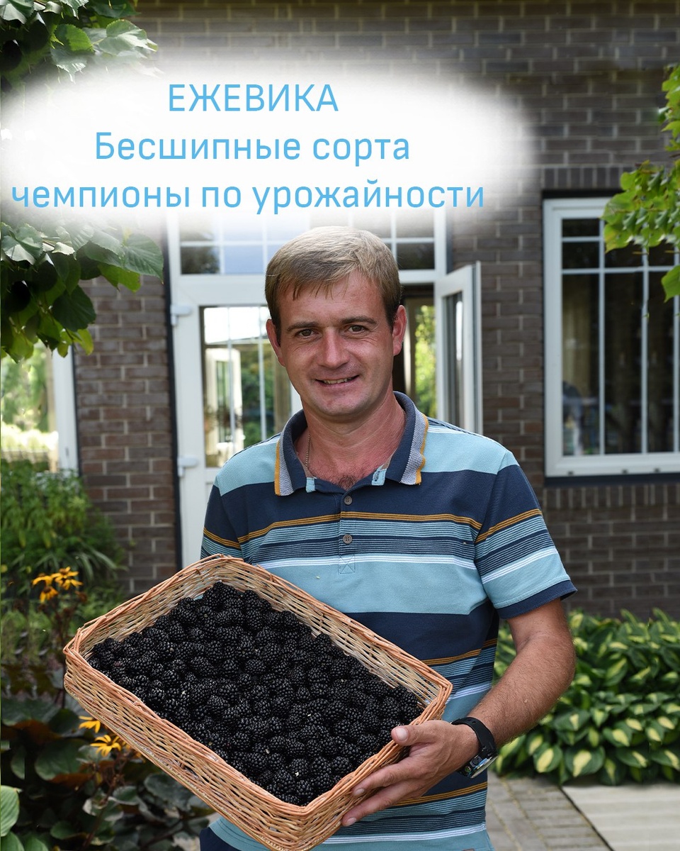 Ежевика без шипов сорта